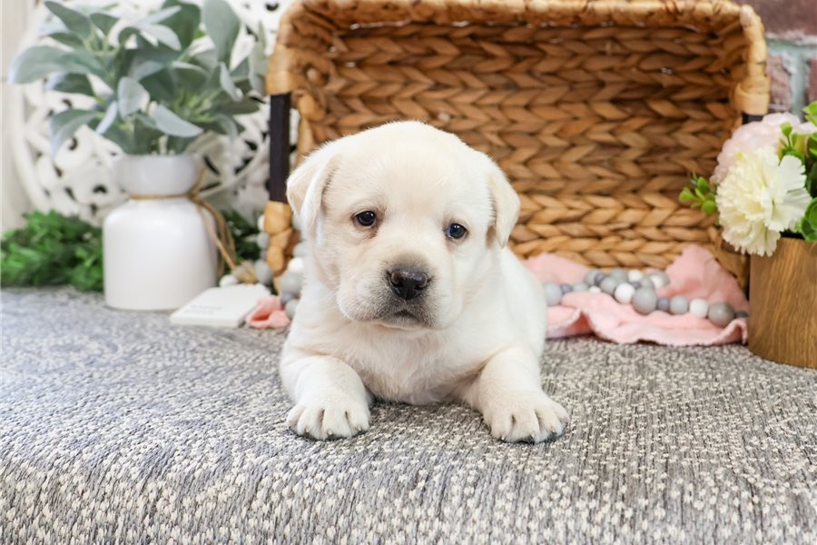 Süße Labrador Welpen mit Papieren - 3