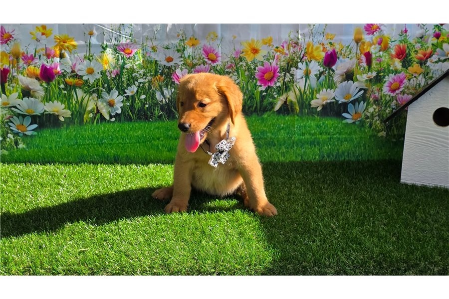 Golden Retriever Welpen suchen Ihre Familie Welpen mit Ahne - 3