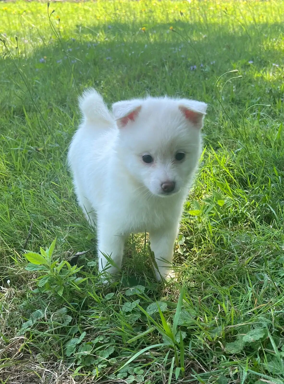 Wunderschöne Pomsky-Welpen abzugeben - 3