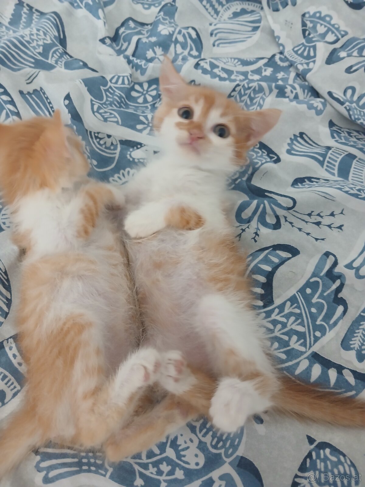 Babykatzen 🩵 - 3