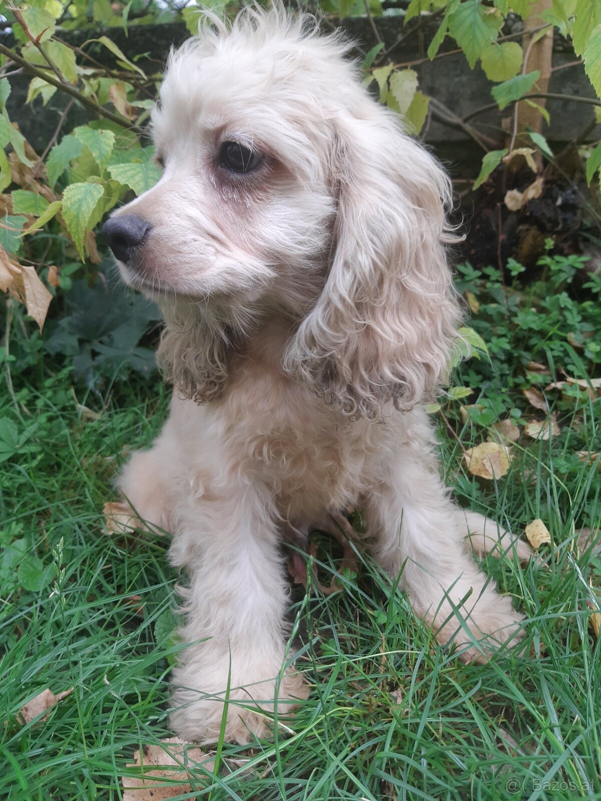 SPANIEL- FREUNDE AUFGEPASST - 3