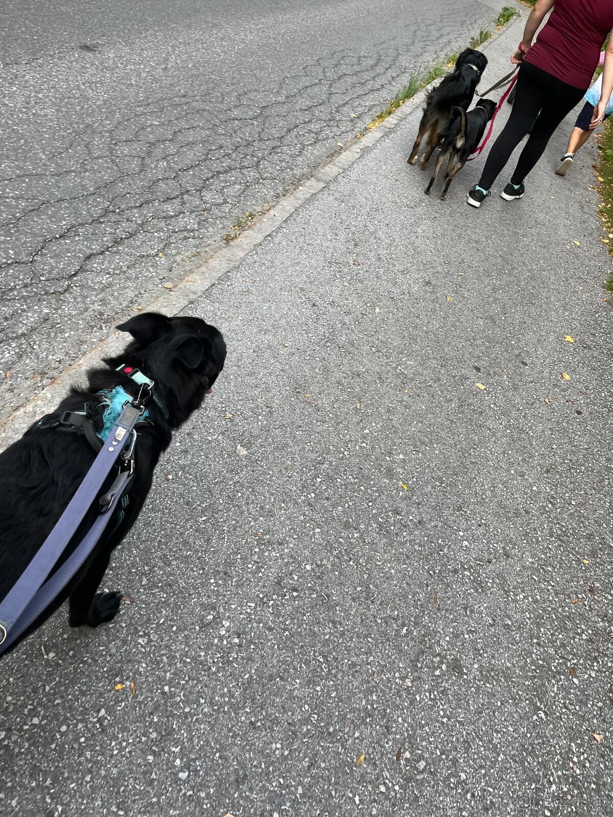 Labrador Mix hündin sucht ein neues Zuhause - 3