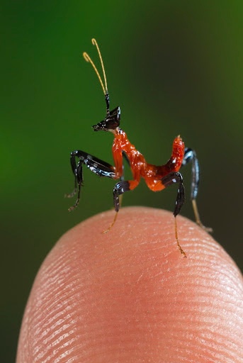 Orchideenmantis-Hymenopus coronatus - 3