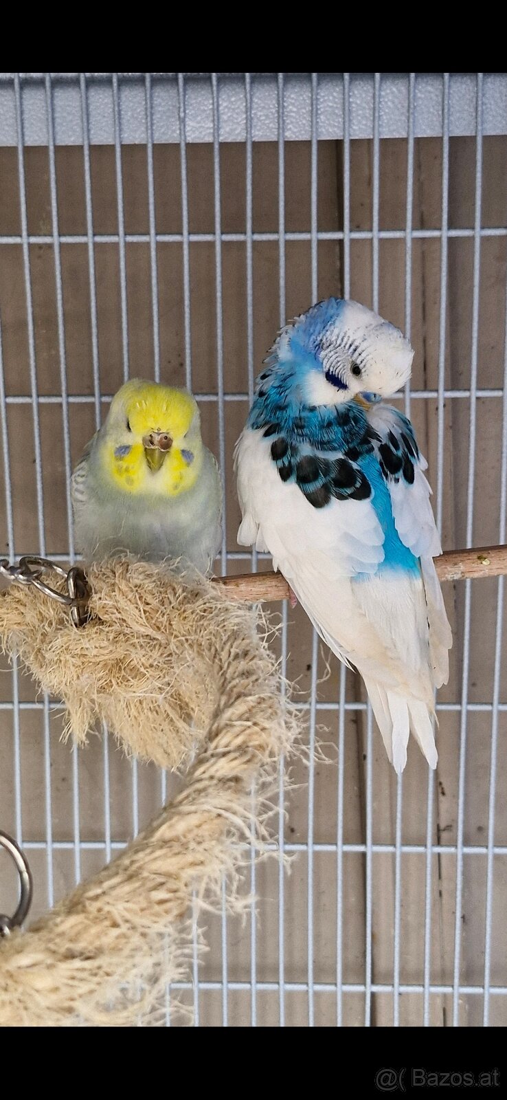 Wellensittich und Nymphensittich - 3