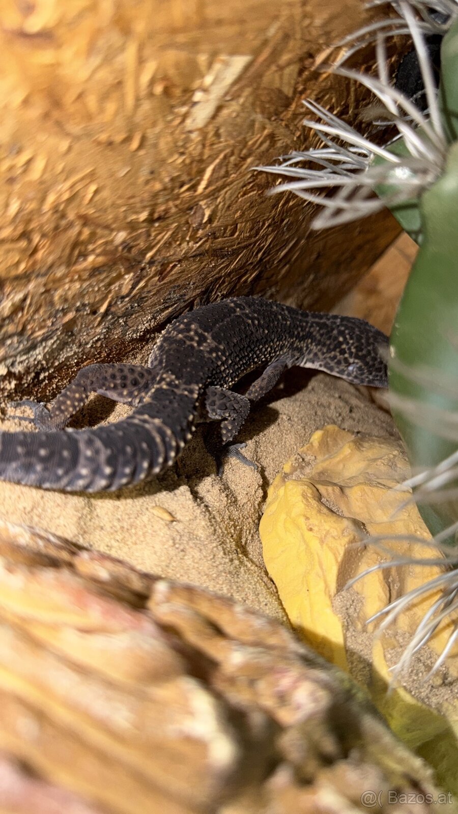 Leopardengecko Schwarz Dunkel - 3