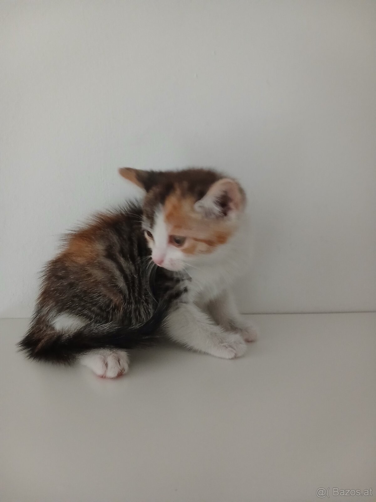 Dreifarbige kitten - 3
