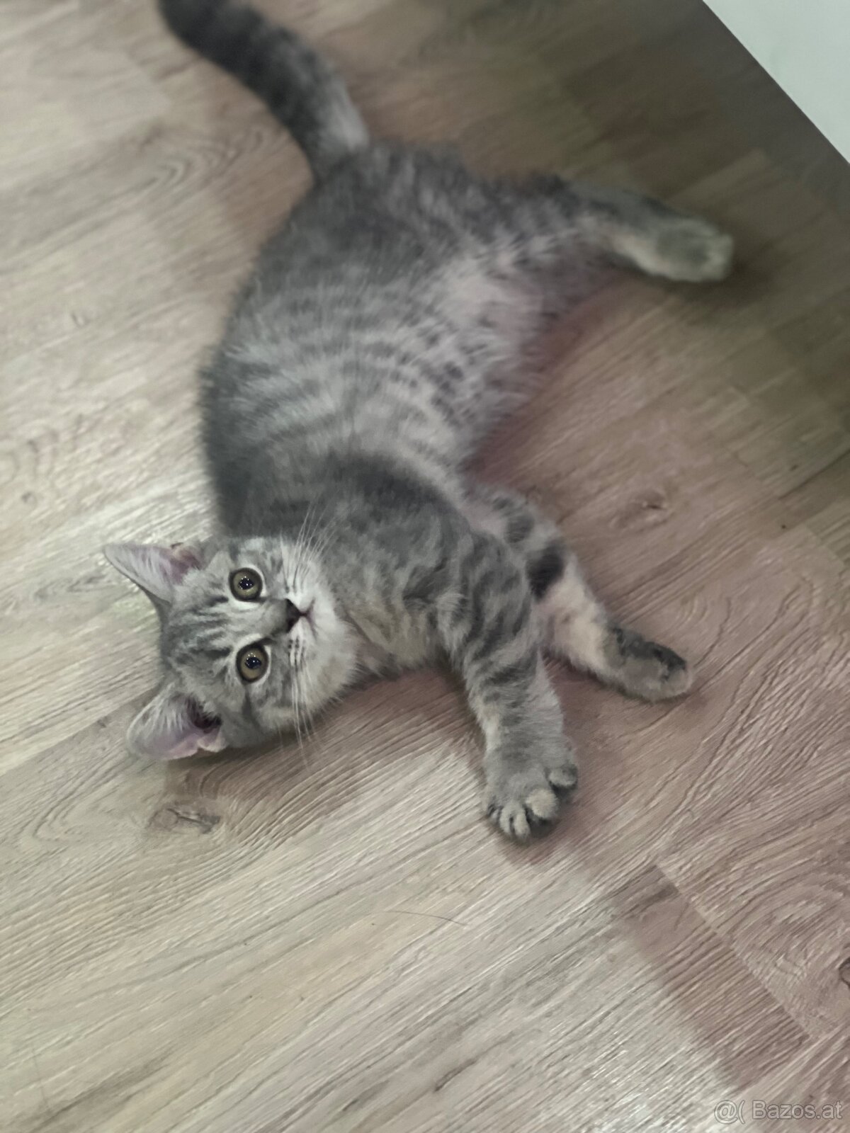 Bkh kitten - 3