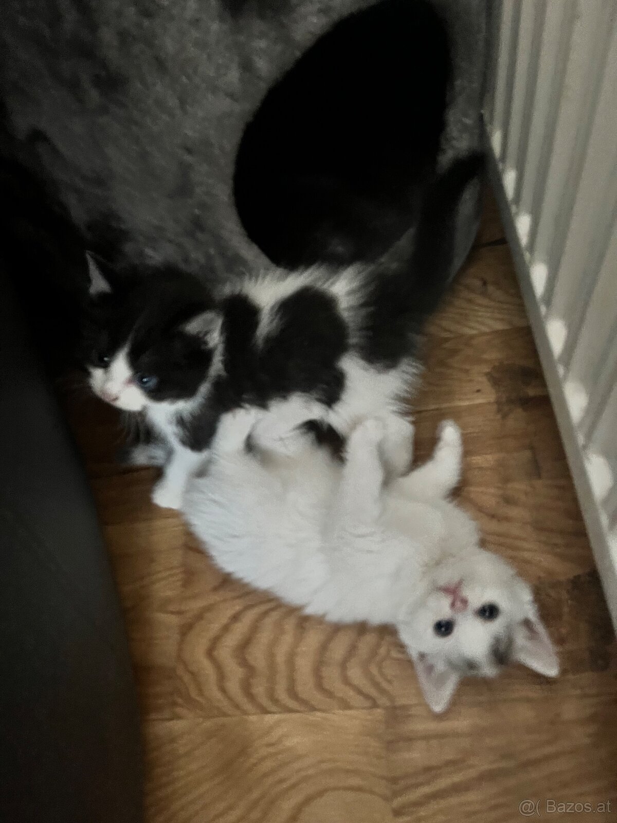 Bkh mix katzen - 3