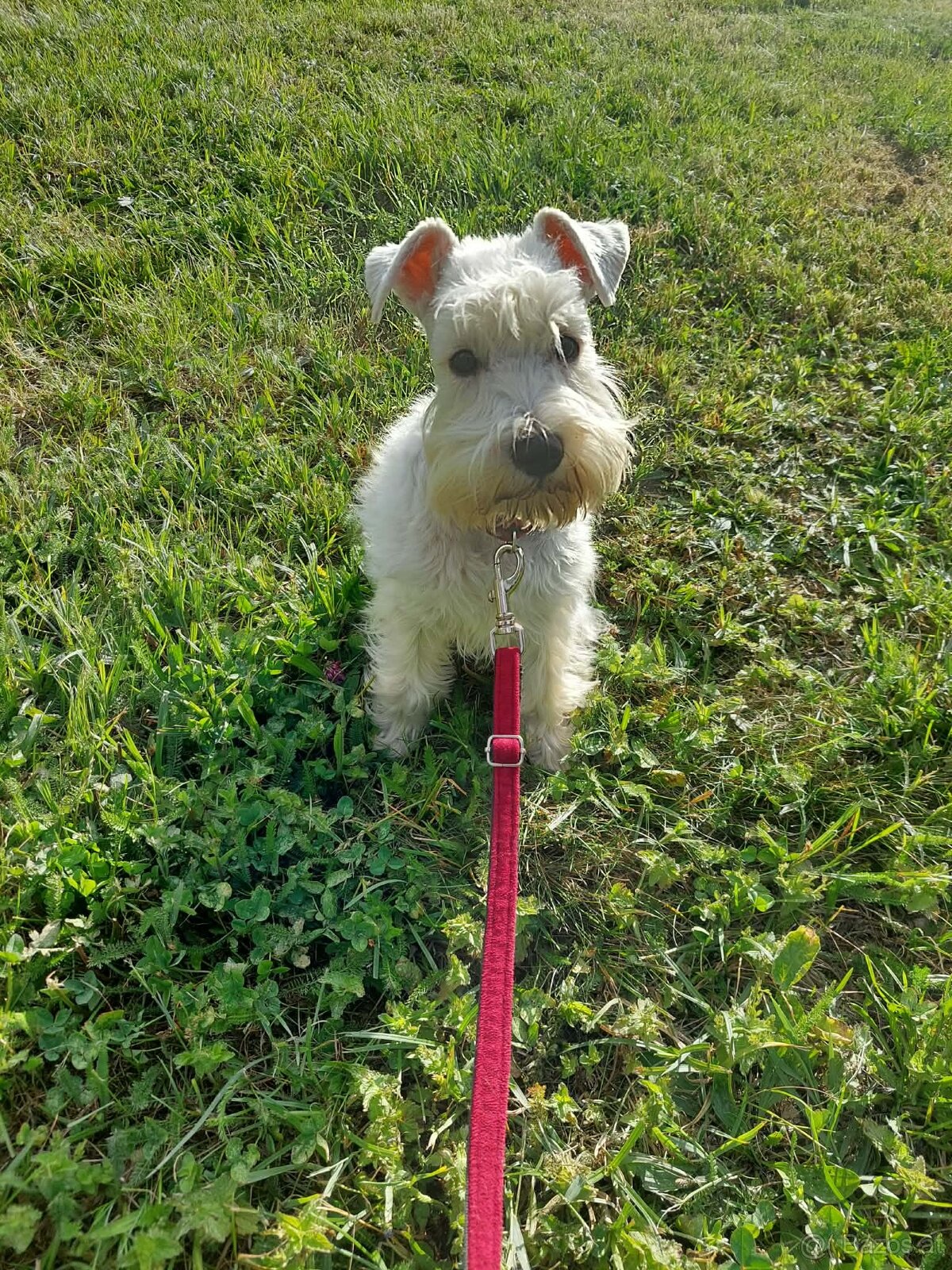 Schnauzer miniatúrne white - 3