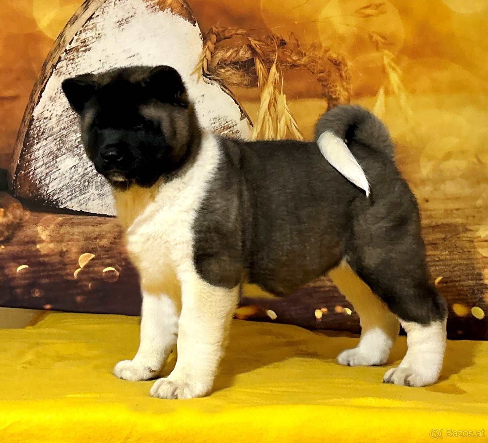Amerikanischer Akita-Welpe mit Stammbaum - 3