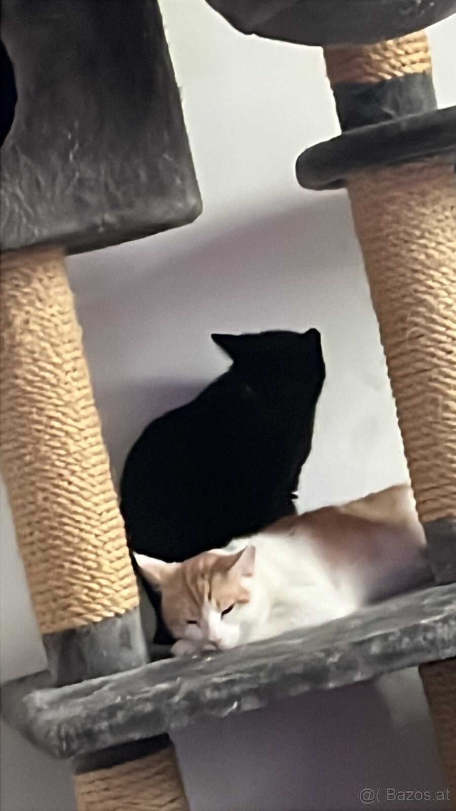 Kater und katze 1jahr - 3