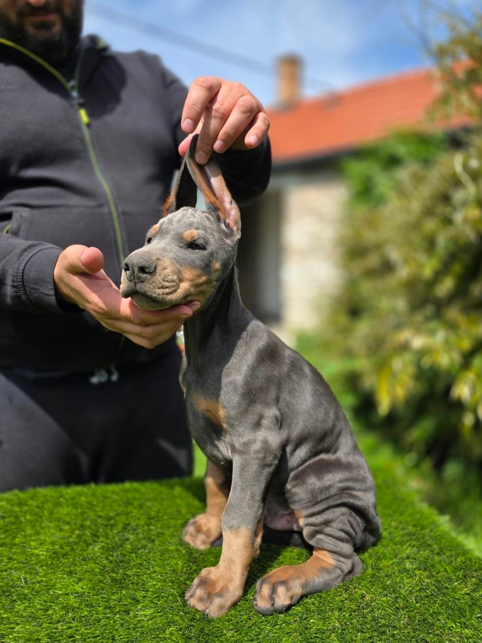 BLAUE DOBERMANN-WELPEN MIT FCI-PAPIEREN - 3