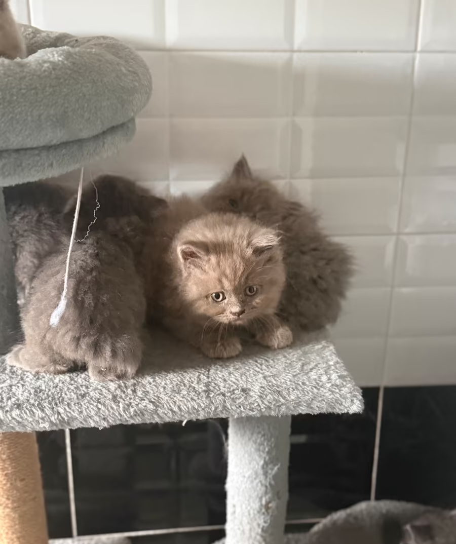 BKH/BLH kitten - 3