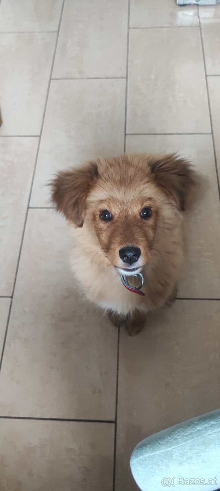 Junger Welpe sucht ein friedliches Zuhause - 3