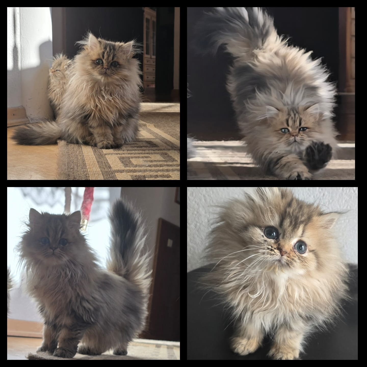 Reinrassige Perserkatzen - 3