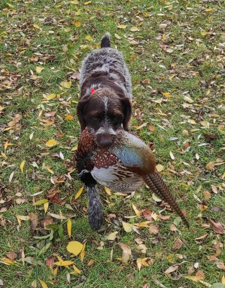 Böhmisch Rauhbart/Bohemian Wirehaired Pointing Griffon Welpe - 3