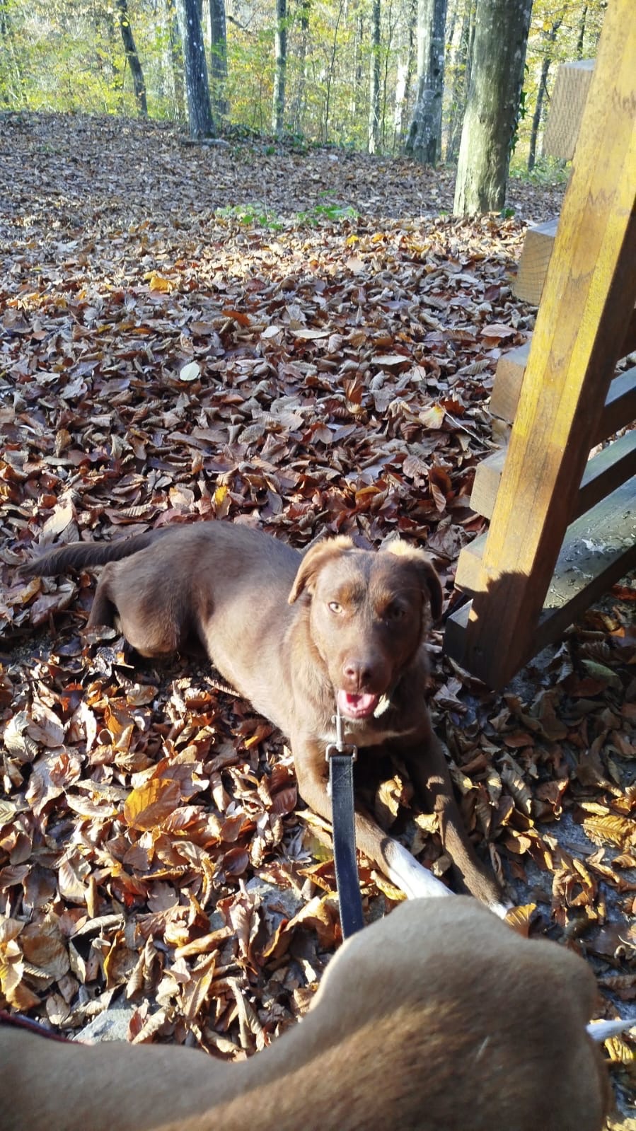 Für alle, die einem Hund ein liebevolles Zuhause schenken mö - 3