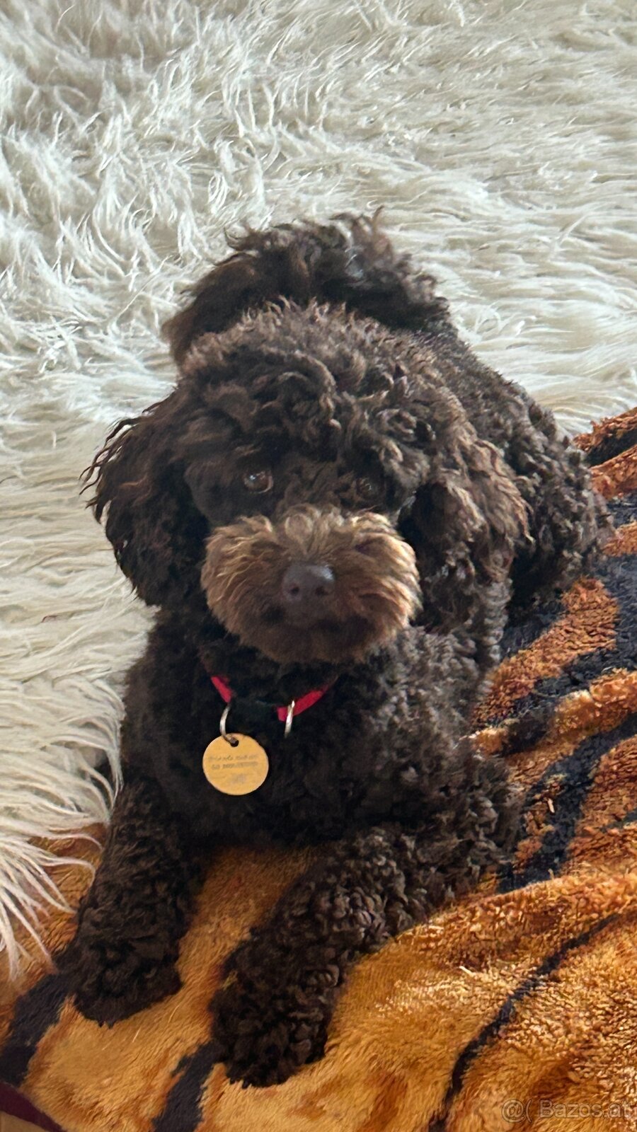 Pudel Welpen mit Ahnentafel - 3