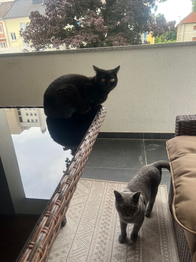 2 Britisch Kurzhaar Blue und Darkchocolate - 3