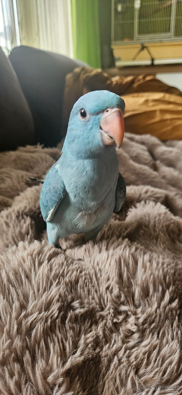 Halsbandsittiche - 3