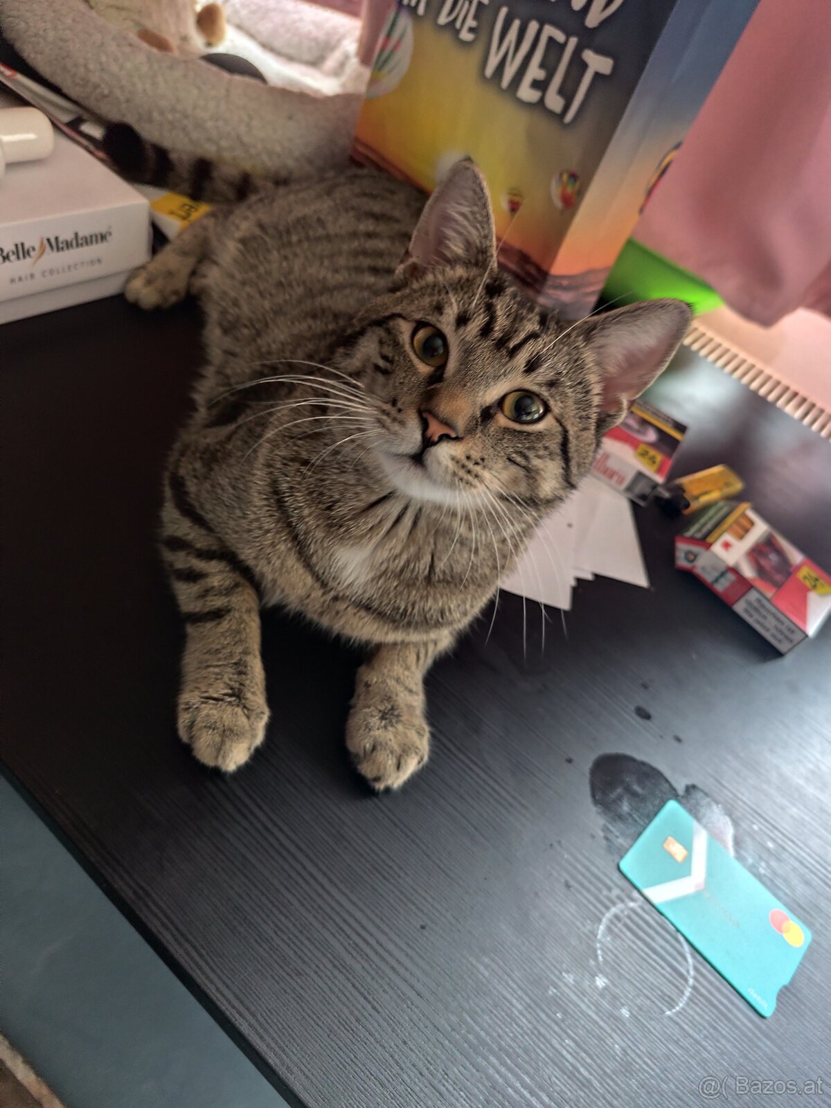 Kater,10monate alt - 3