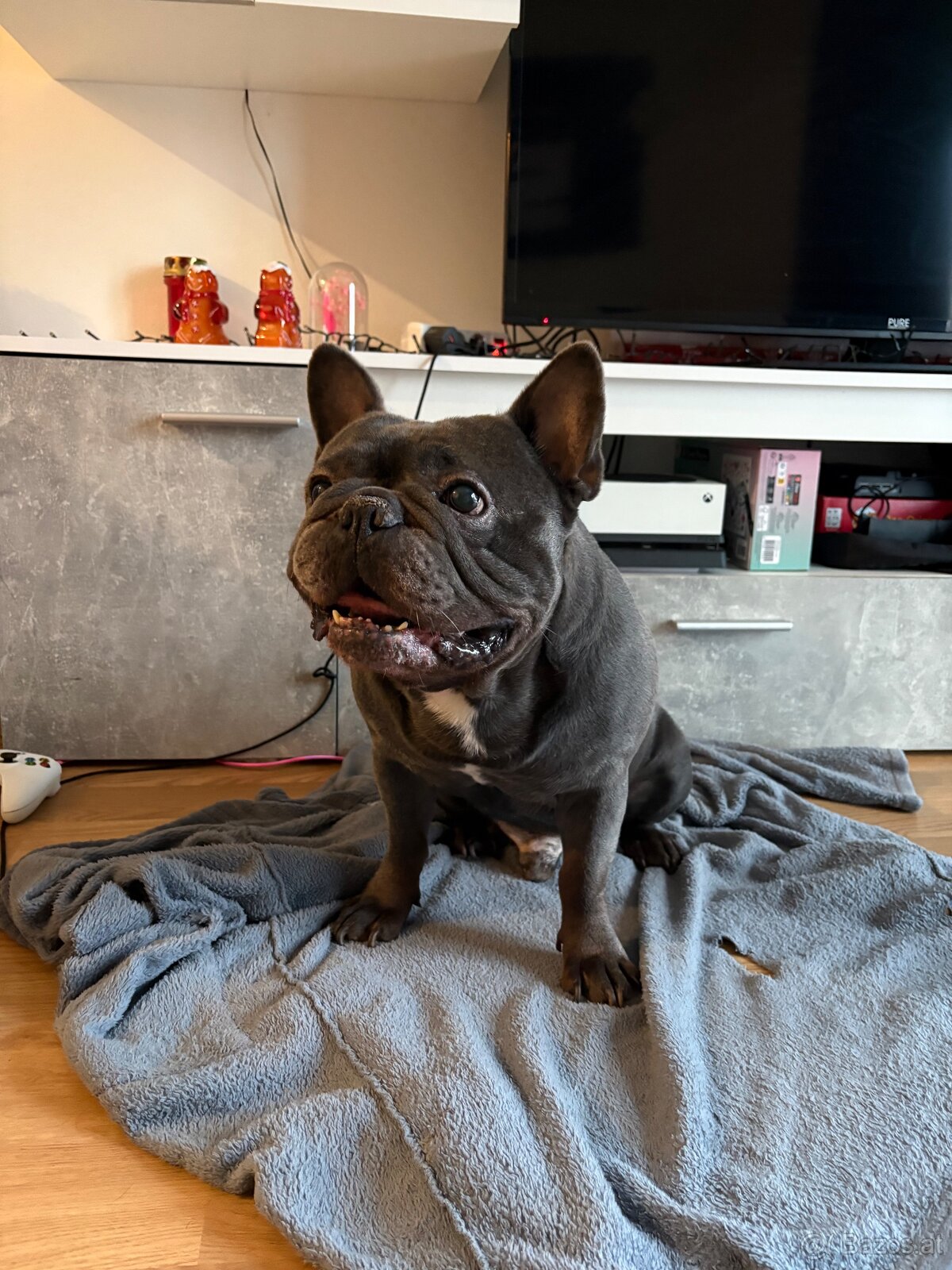 SPIKE SUCHT LIEBEVOLLES ZUHAUSE - 3