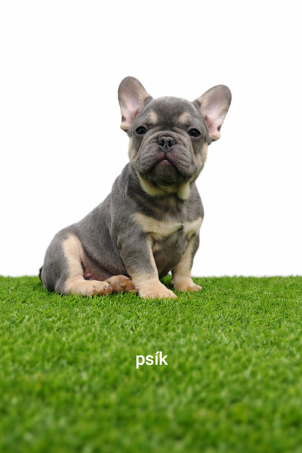 Französischen Bulldog - 3