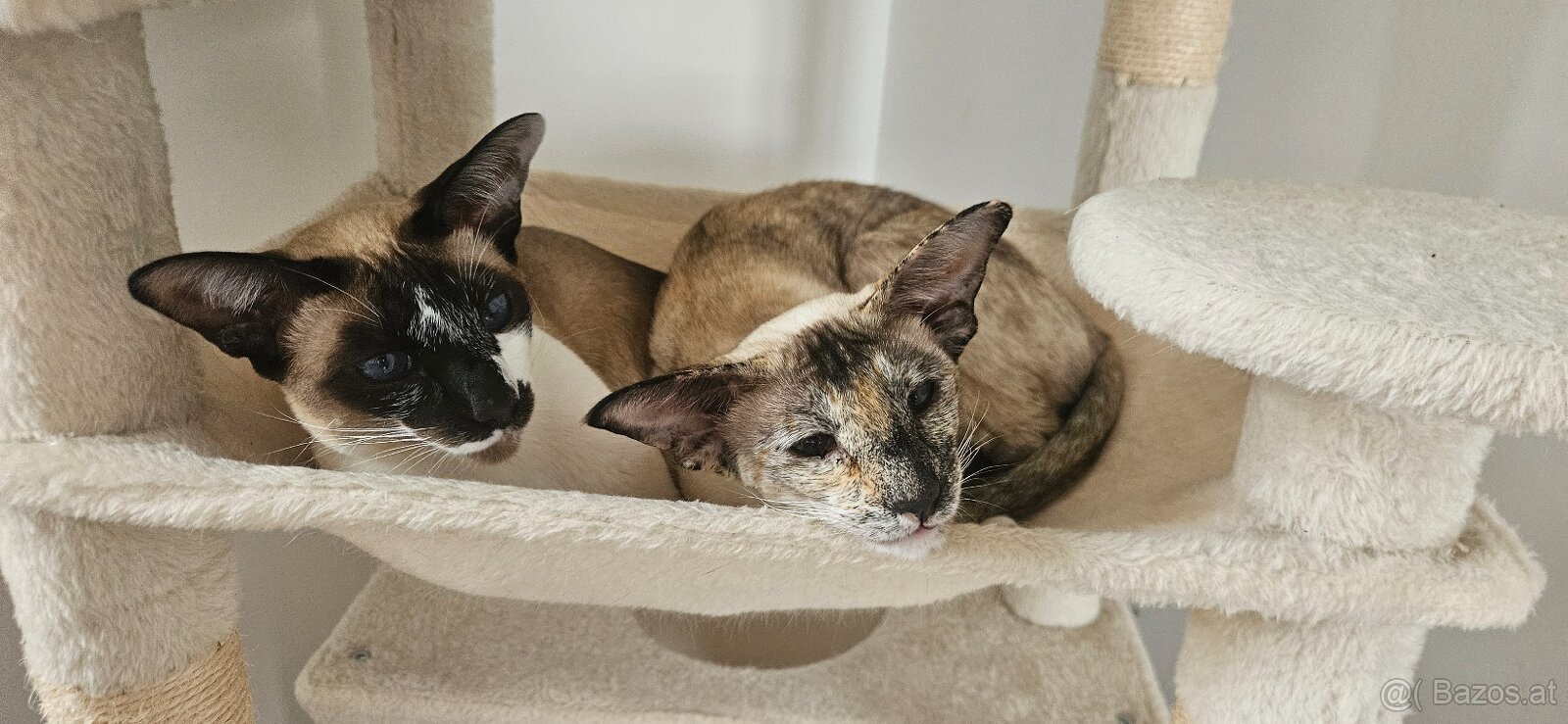 Dringend Platz gesucht - 3