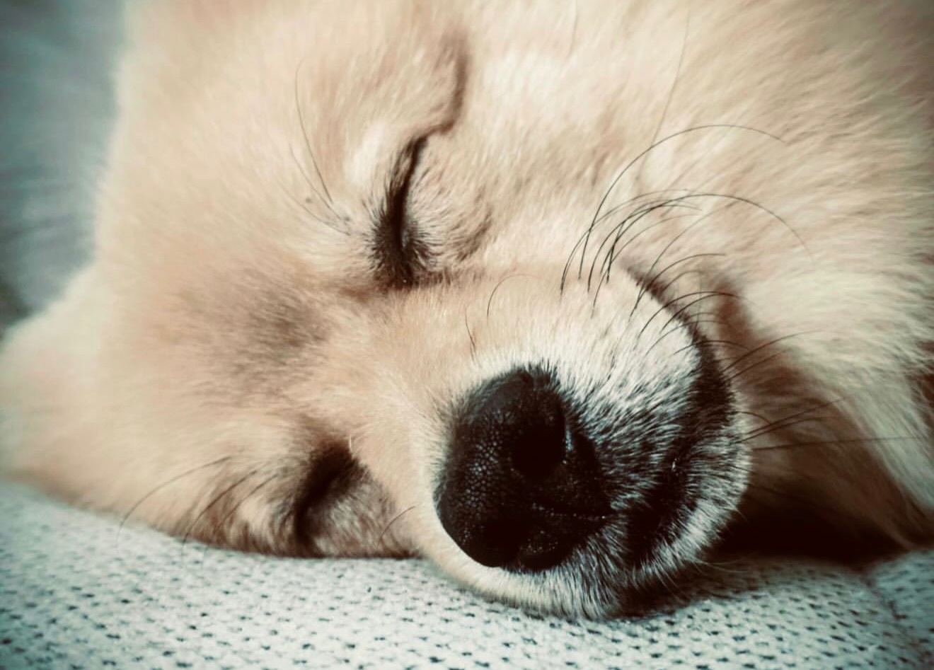 Pomeranian - 3
