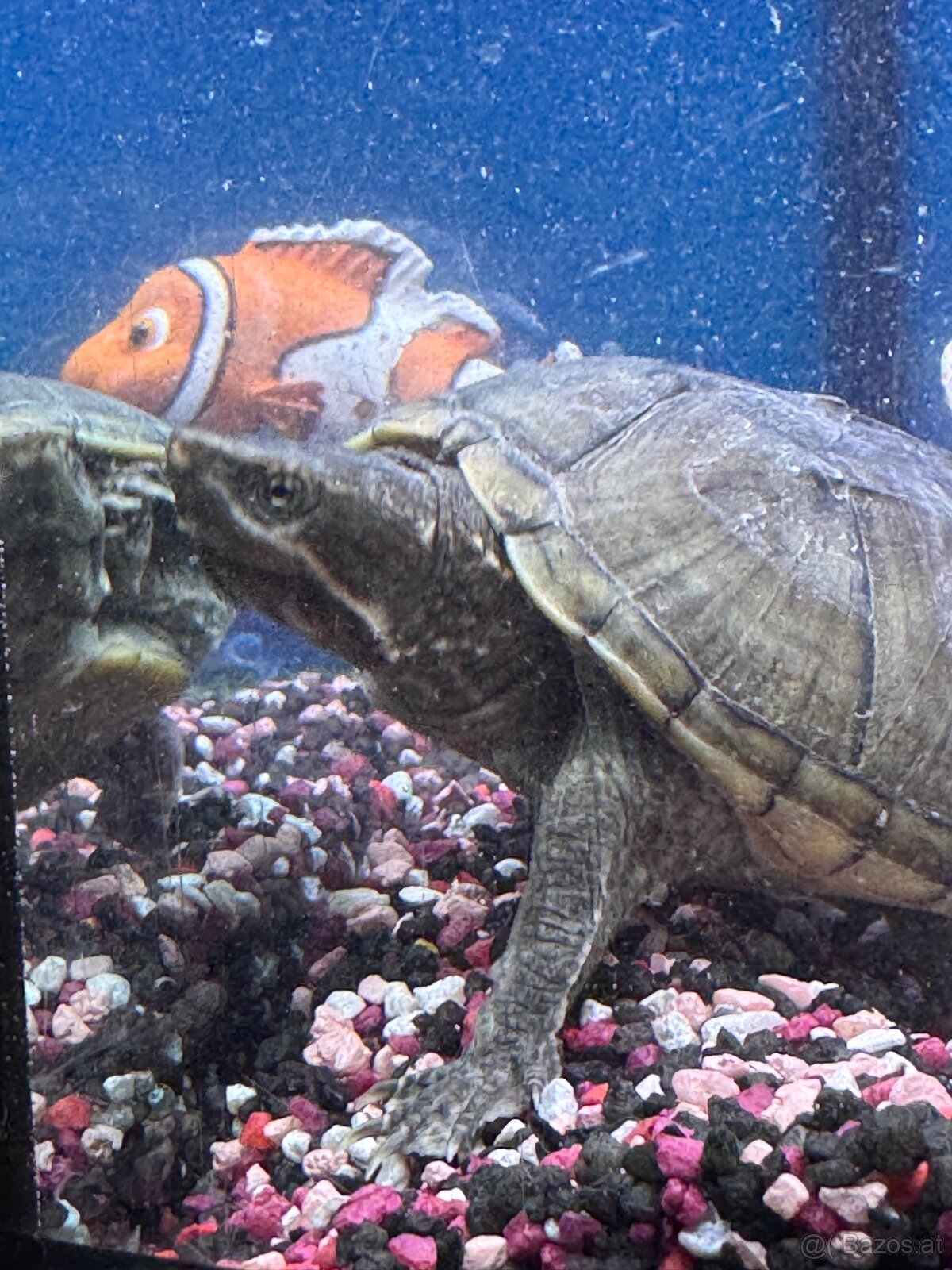 Moschusschildkröten - 3