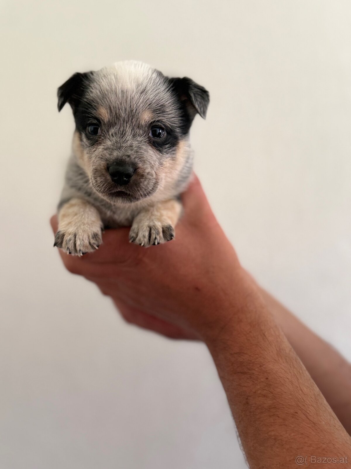 Australian cattle dog - 3