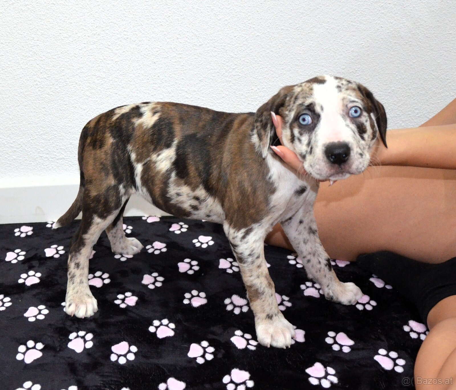 Louisiana Leopard Dog mit Stammbaum - 3