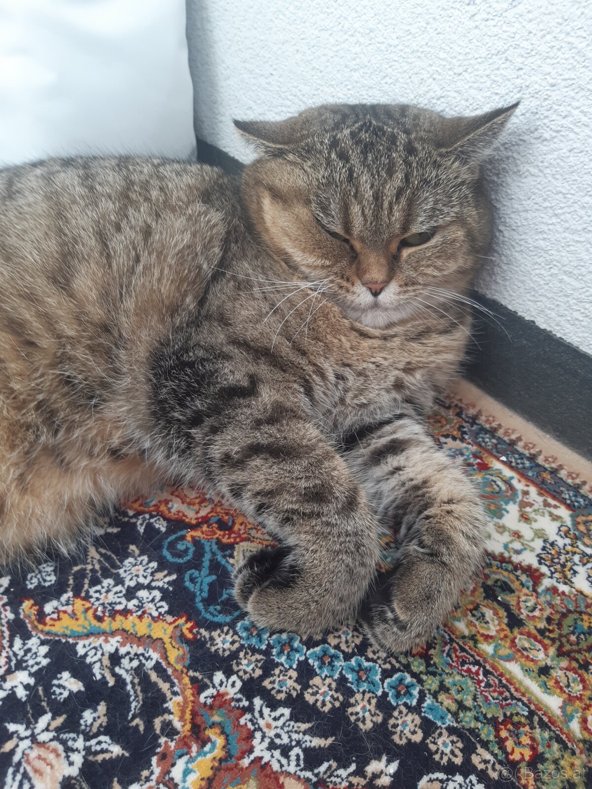 BKH Katze Weiblich - 3