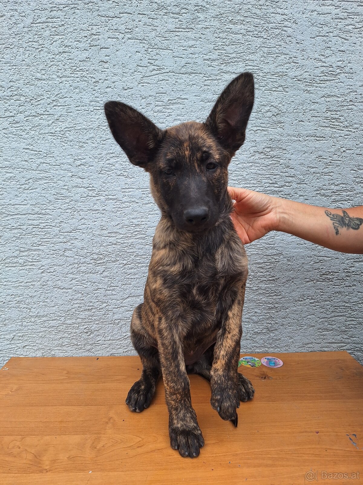 Holländischer Schäferhund - 3