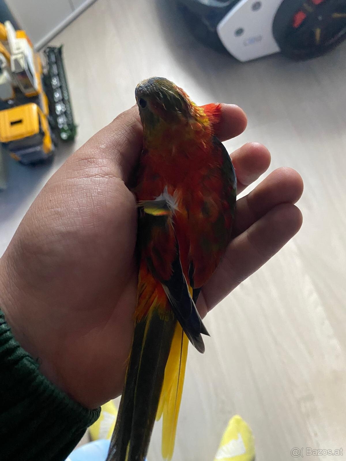 Verkaufe meine Vögel - 3