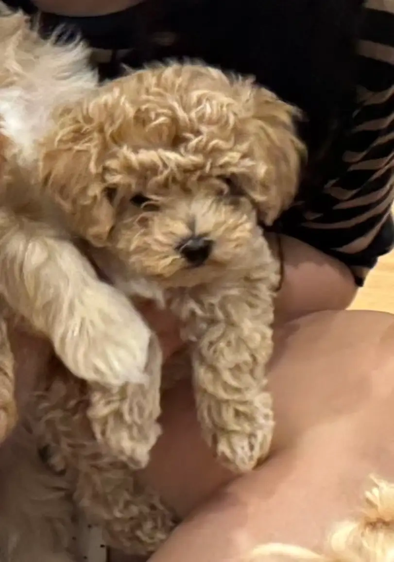 Maltipoo-Welpen - 3