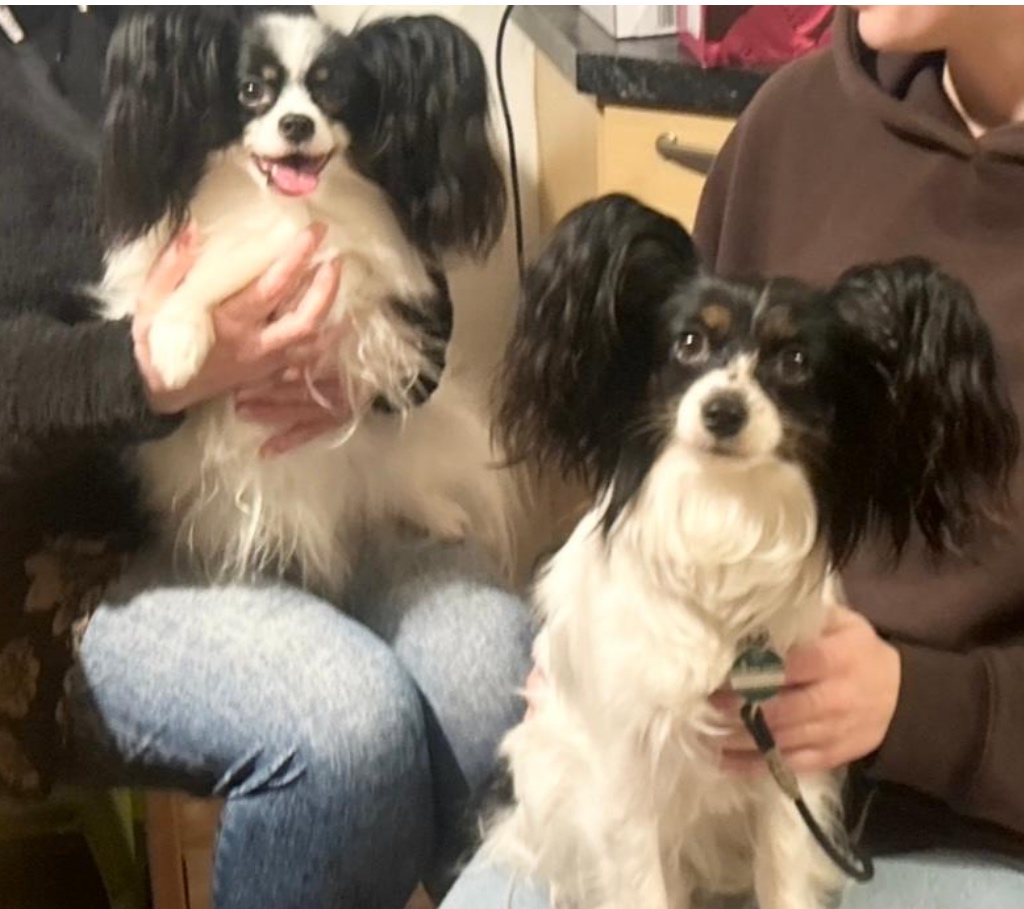 Papillion, kontinentaler Zwergspaniel - Welpen - 3