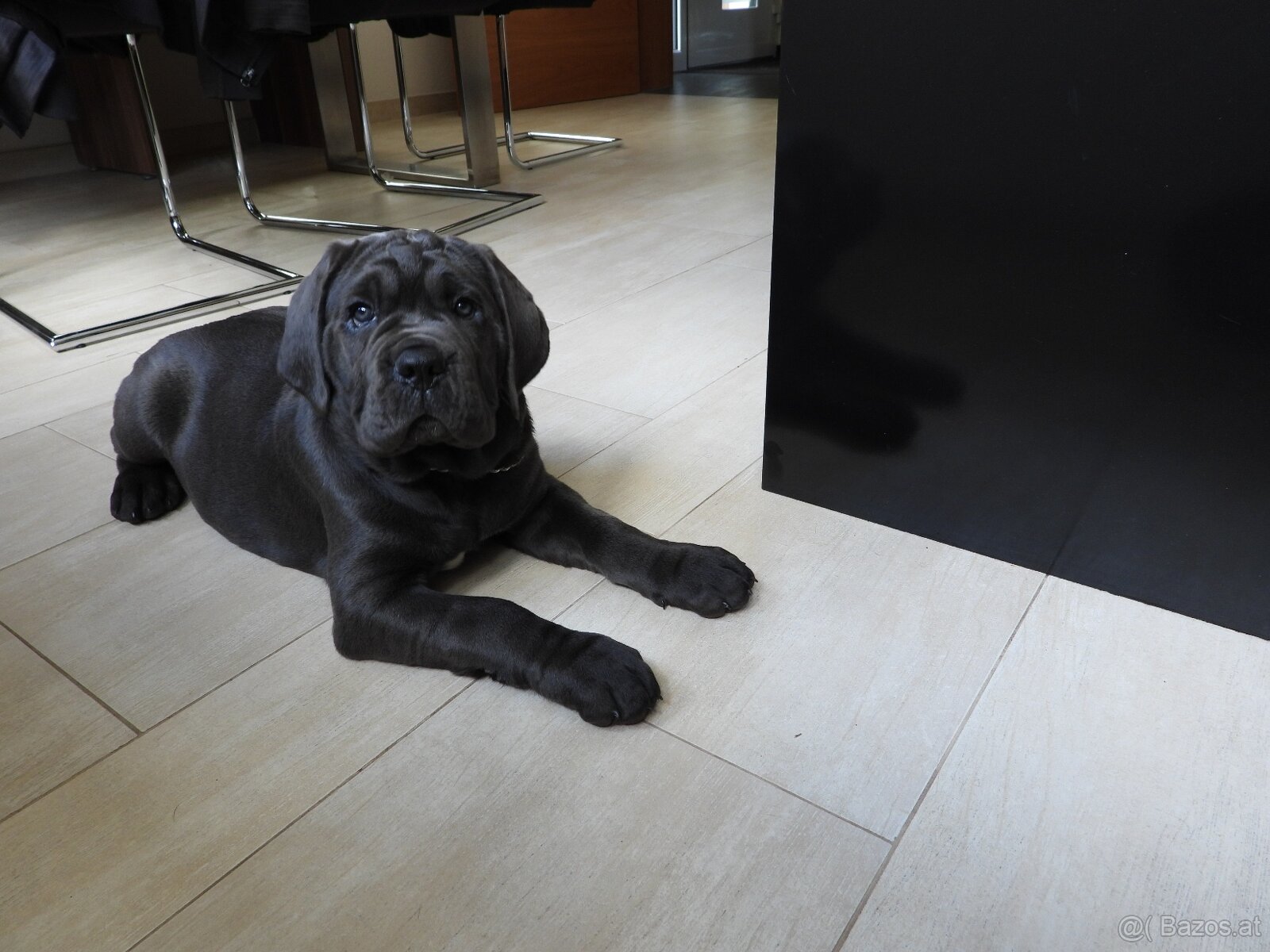 Reinrassige Cane Corso Welpen - 3