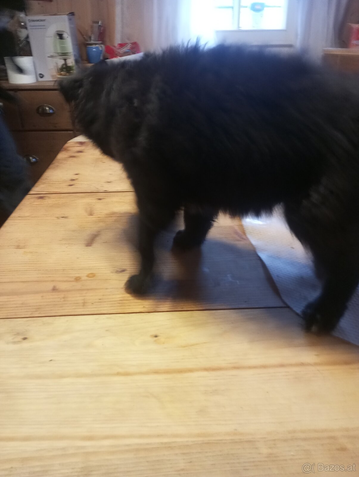 Mischlings Welpen - 3