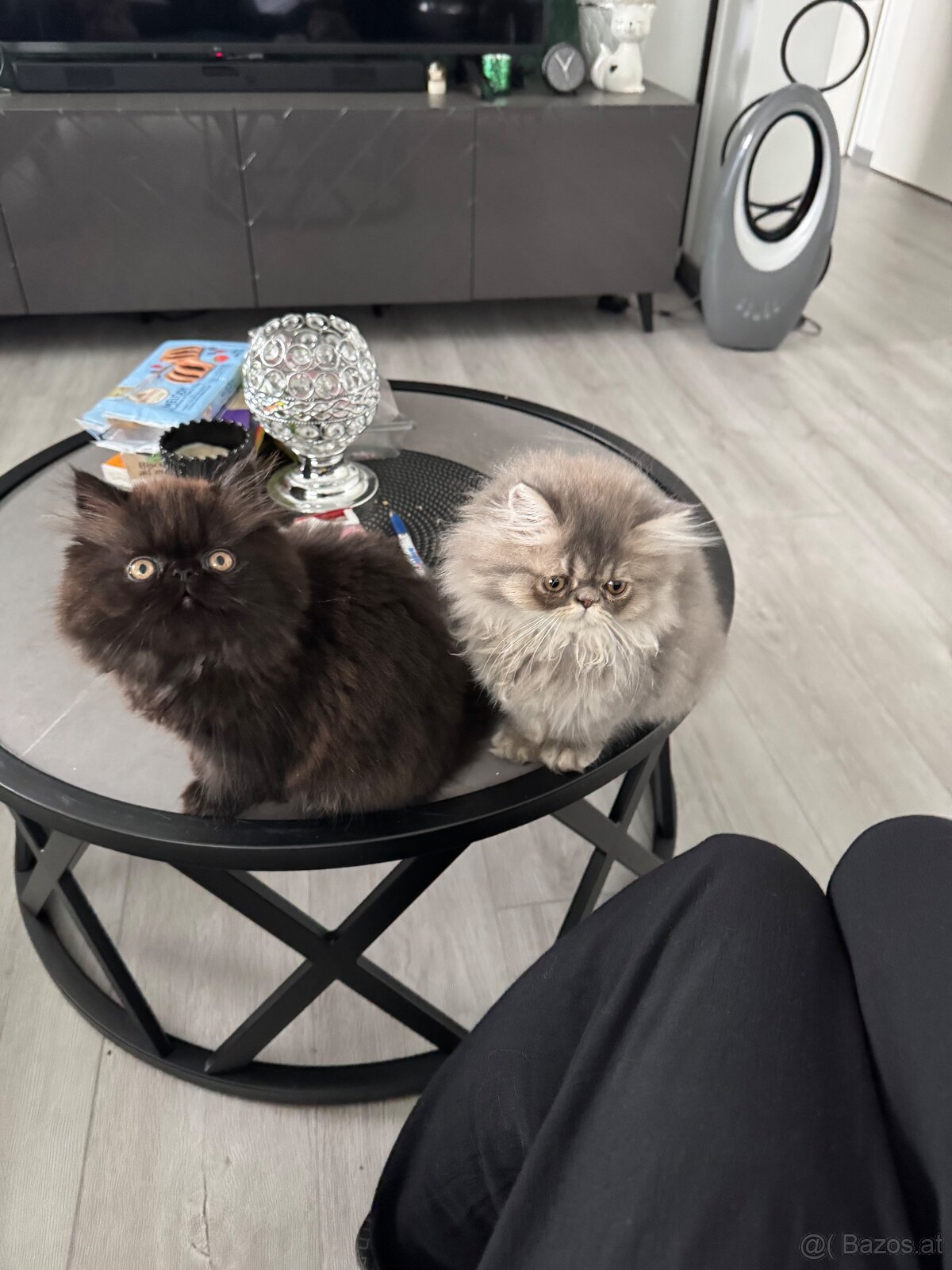 Persischer Katzen - 3