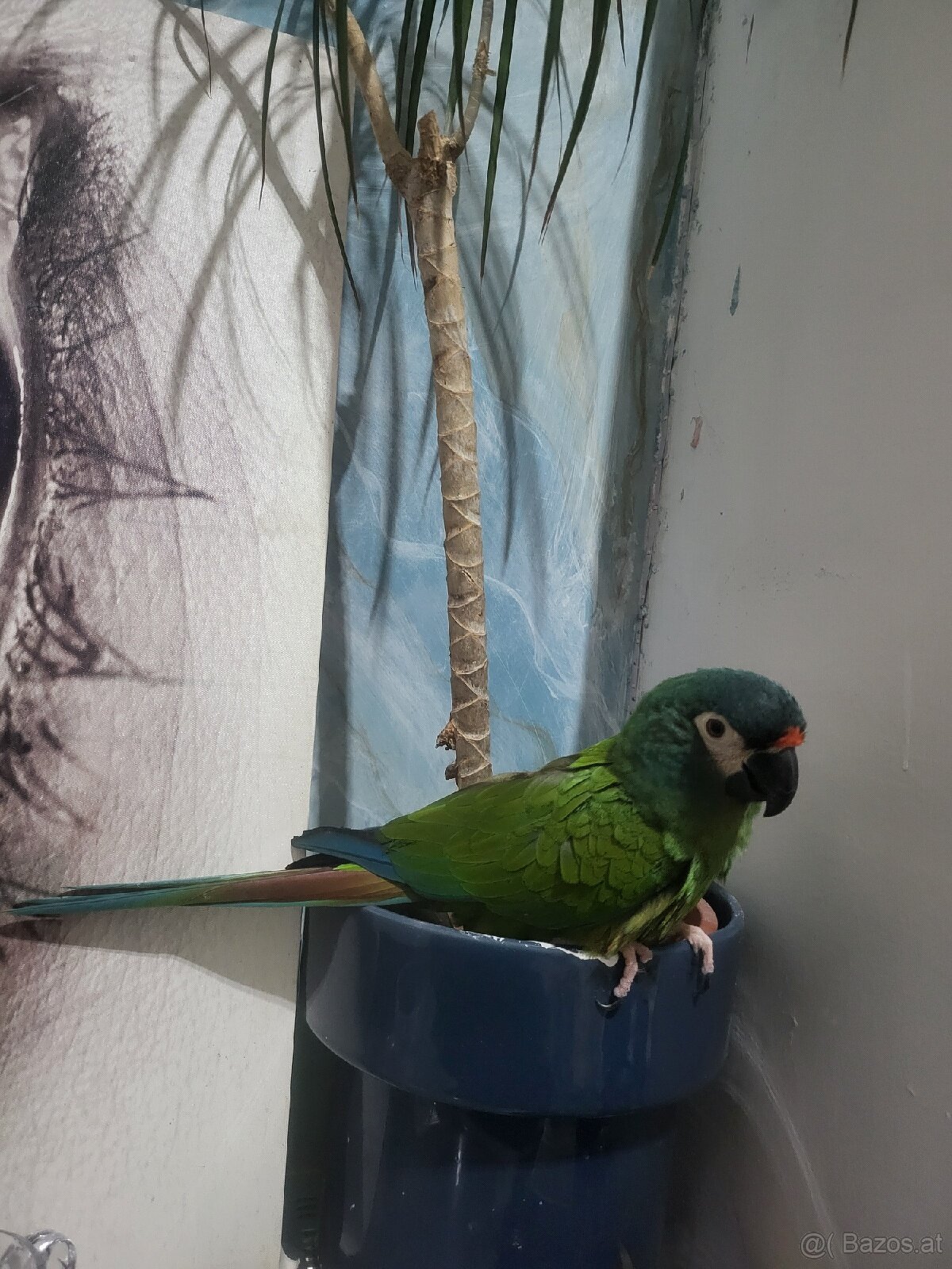 Papagei (Mini ara ) - 3