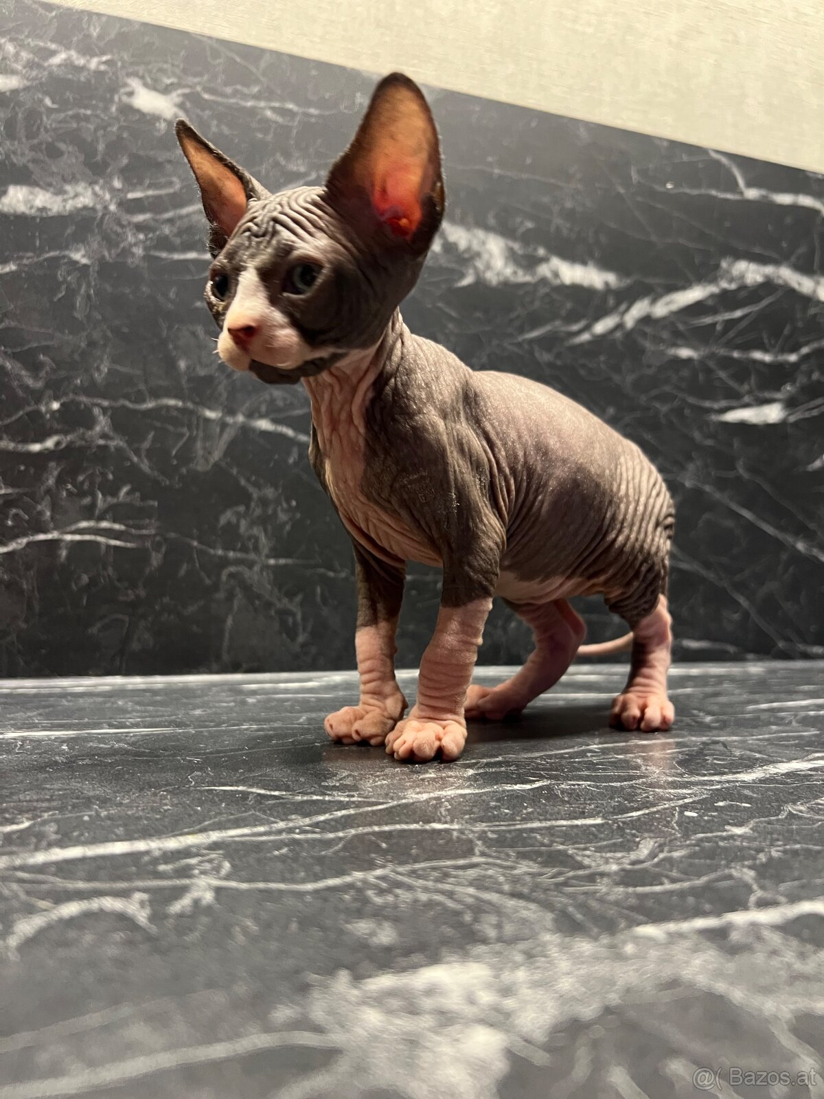 Reservierung Don Sphynx Kätzchen (ohne Stammbaum) - 3