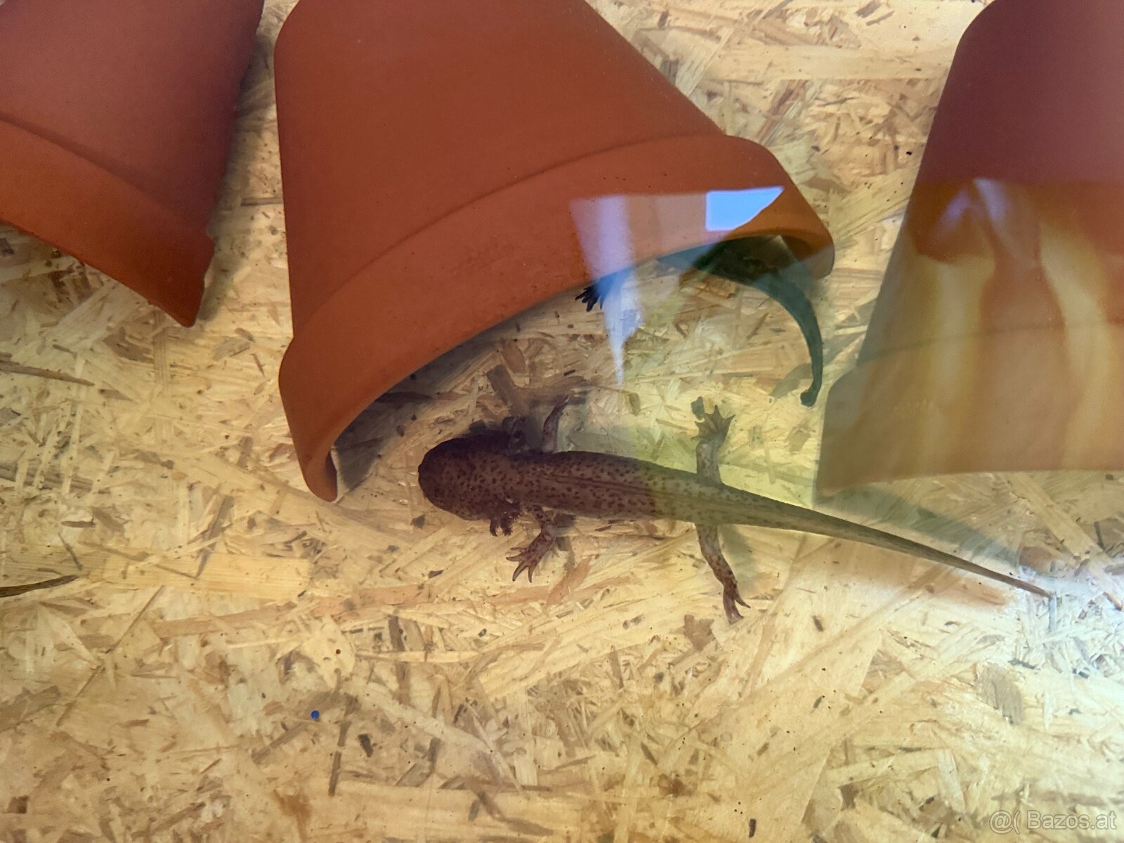 Axolotl mit aquarium - 3