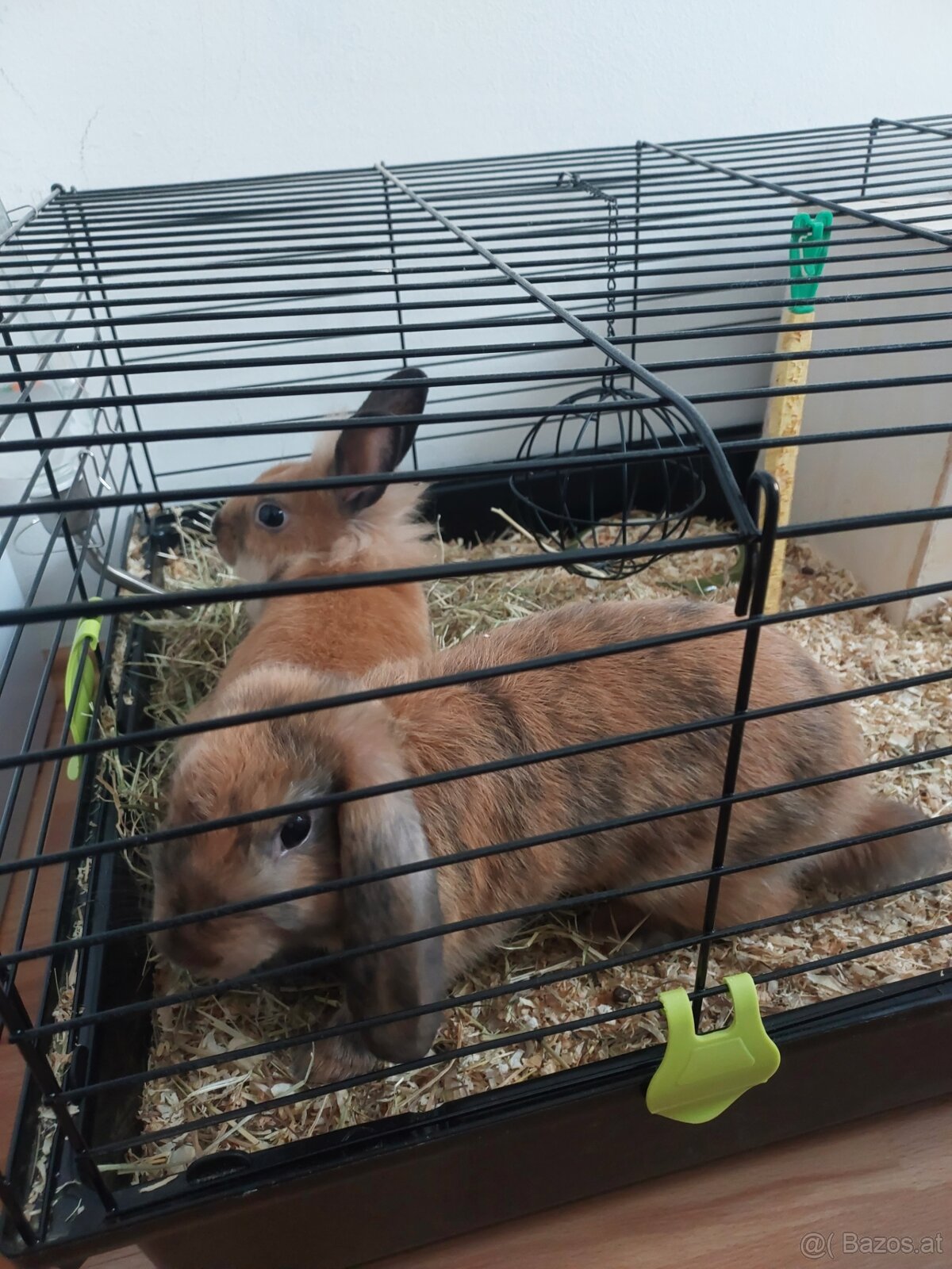 Zwergkaninchen - 3