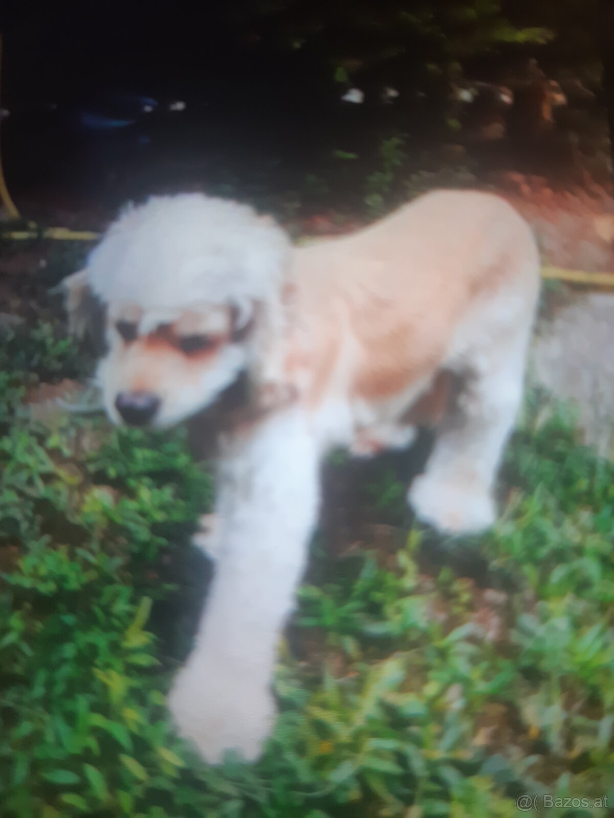 SPANIEL- FREUNDE AUFGEPASST - 3