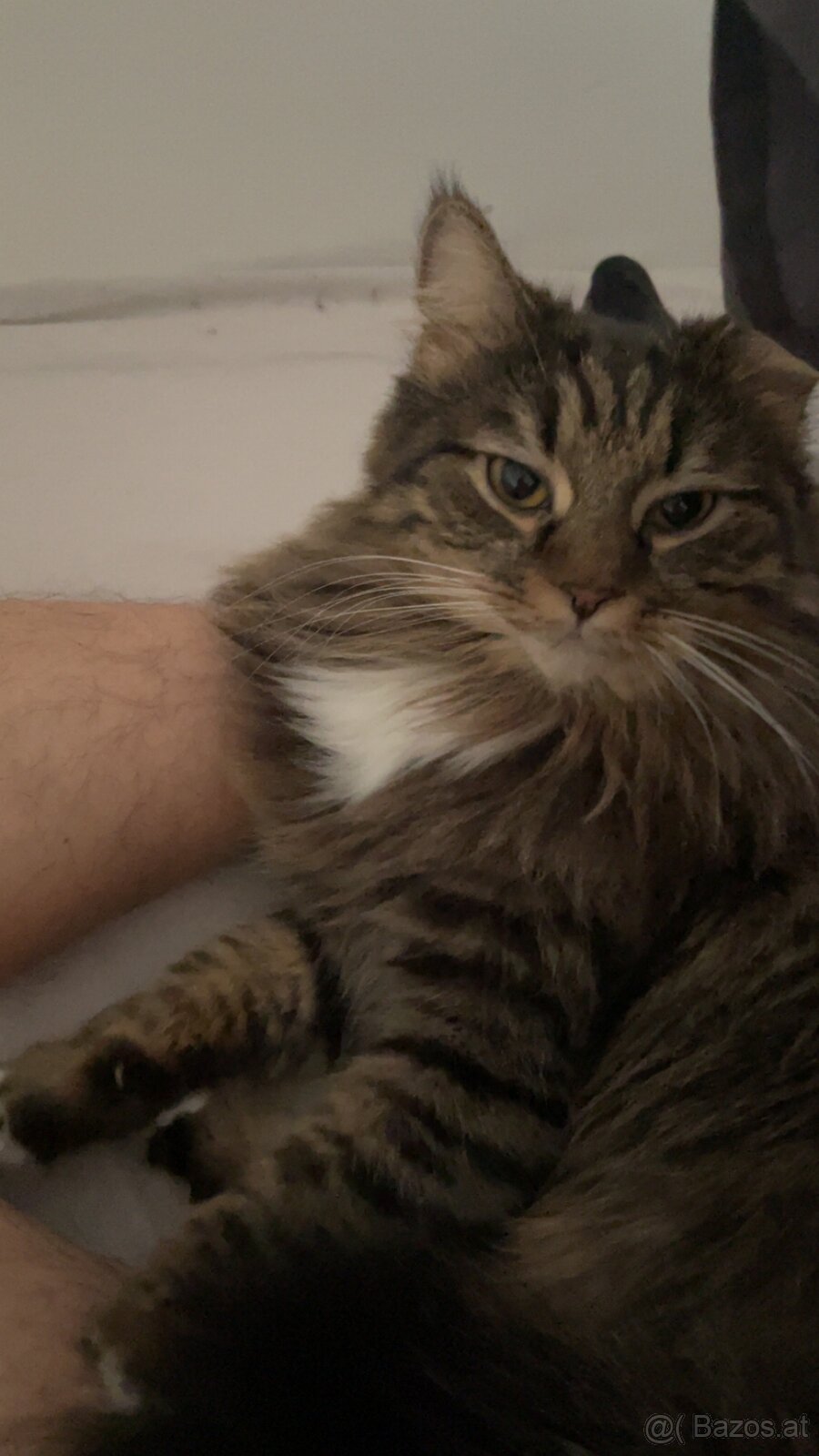 Katzen zu verschenken - 3