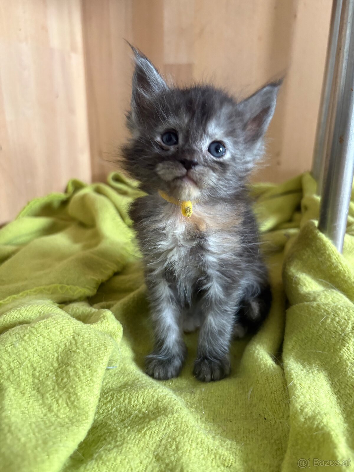 Maine Coon Kitten - 3
