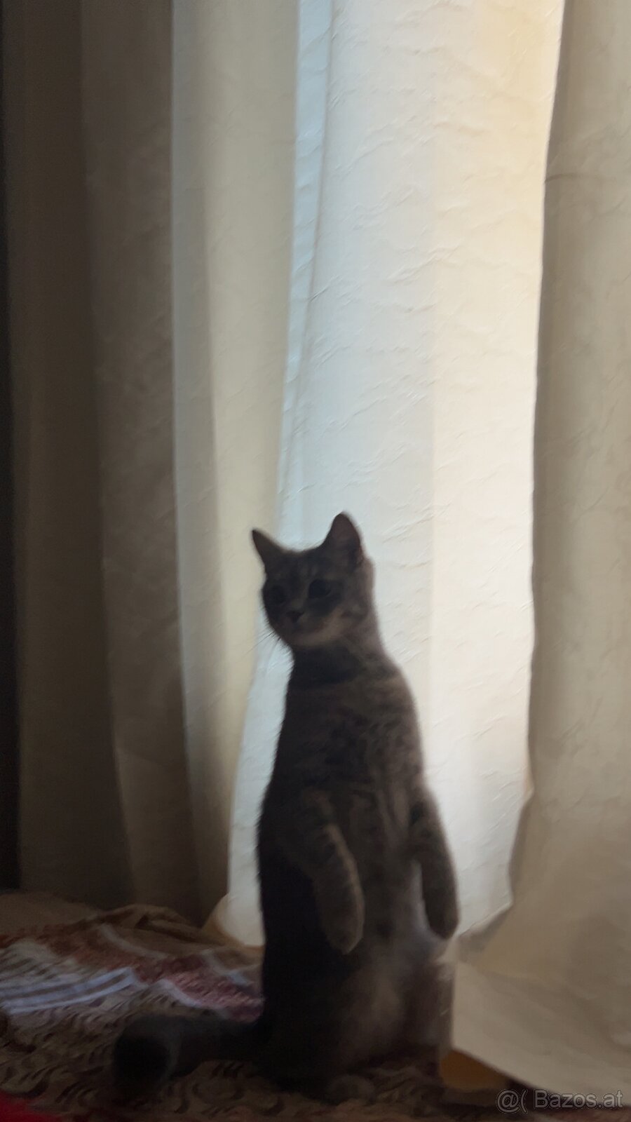 Katze Britischkurzhaar - 3