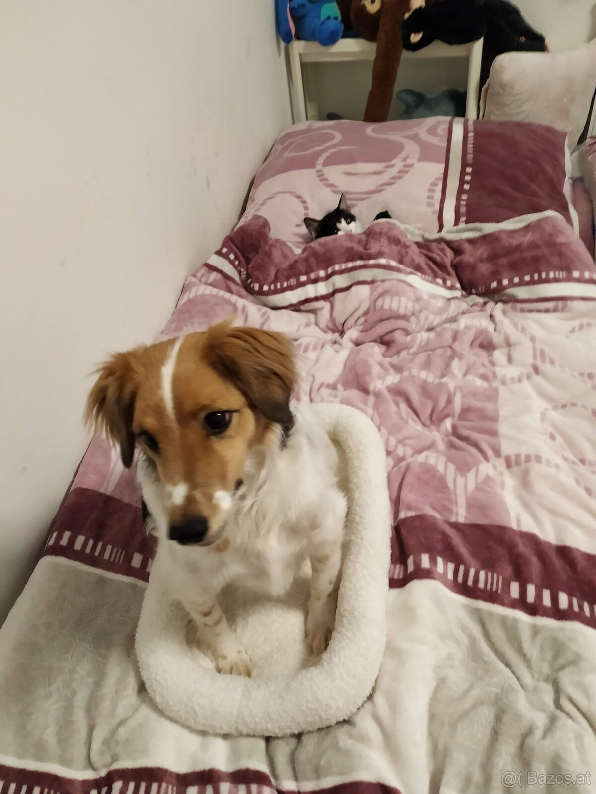 Jack Russelterrier zu vergeben - 3
