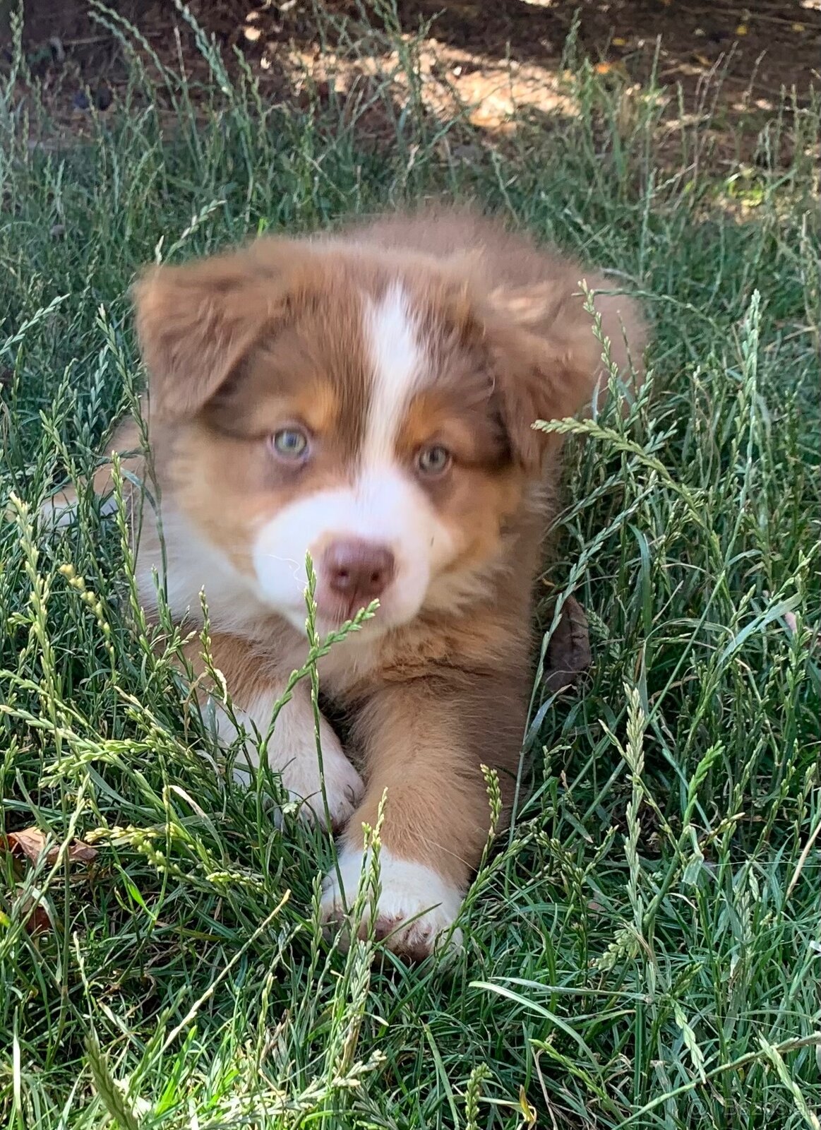 Australian shepherd - 3